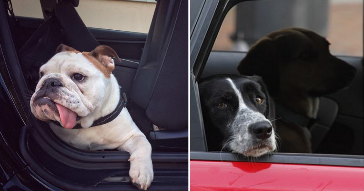 y6 10.png?resize=1200,630 - The New Law In Queensland Will Put Pet Owners in Jail Who Are Found Guilty of Trapping Their Dogs in Hot Cars