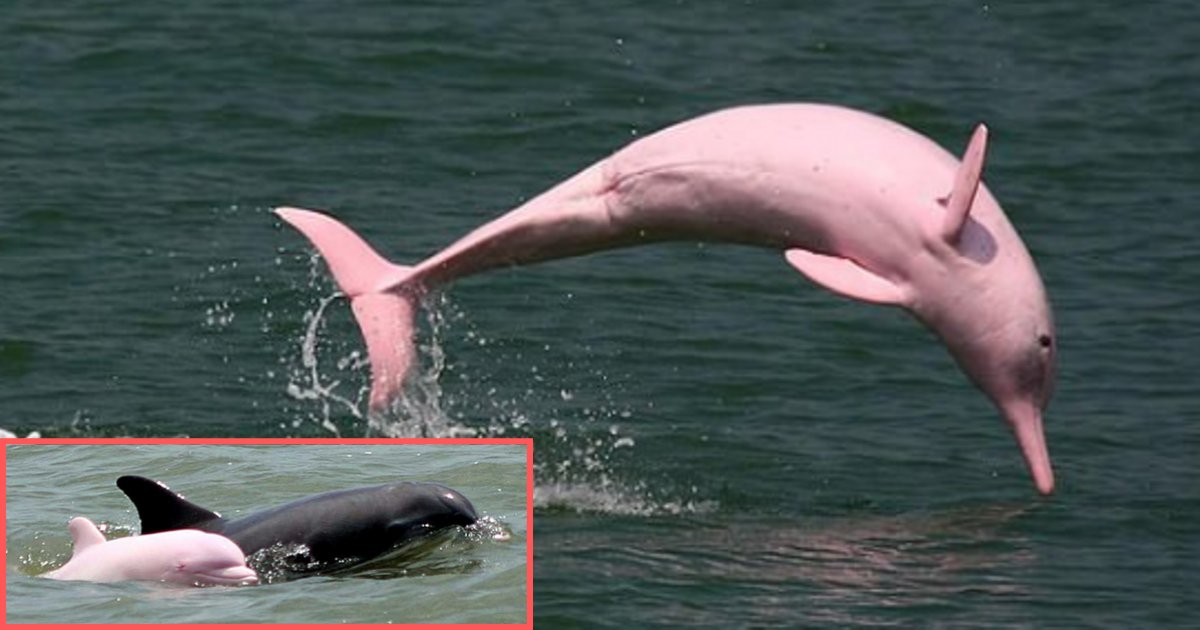 y6 12.png?resize=1200,630 - Rare Pink Dolphin Gave Birth to Another Pink Baby and There are Now Higher Chances of Them Spreading