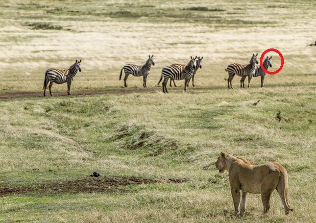 zebre1.jpg?resize=412,275 - Découvrez cet animal très rare, le zèbre brun à pois blancs