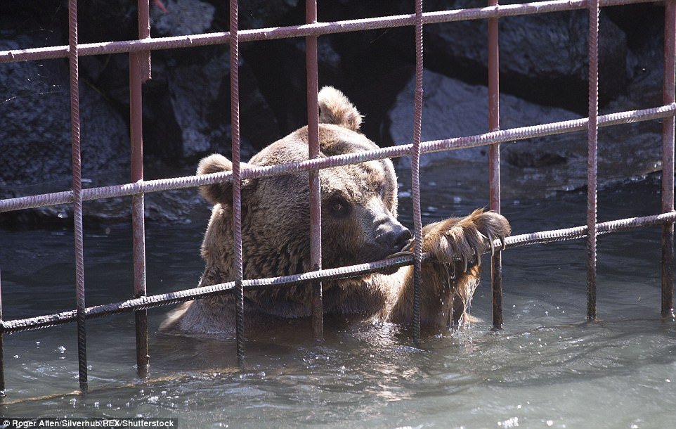 Les ours étaient restés derrière les barreaux dans un enclos près de la capitale, Erevan. Ils vivaient à la merci de convives ennuyés ces dix dernières années.