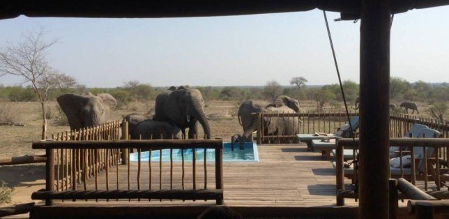 PIC FROM SUN DESTINATIONS / CATERS NEWS - (PICTURED: A herd of elephants drink from a swimming pool.) A thirsty herd of elephants proved the need for a different kind of TRUNKS when they had a refreshing drink out of a hotels swimming pool. Fortunate tourists looked on in awe as the giant parched animals took massive gulps from the tiny pool. In searing temperatures reaching a sweltering 37C (99F), this thirsty herd found a refreshing drink at nThambo Tree Camp in the Kruger Park, South Africa. As the mothers and calves suck up the cooling liquid, a parched bull appears from nowhere and barges one of the youngsters aside.- SEE CATERS COPY