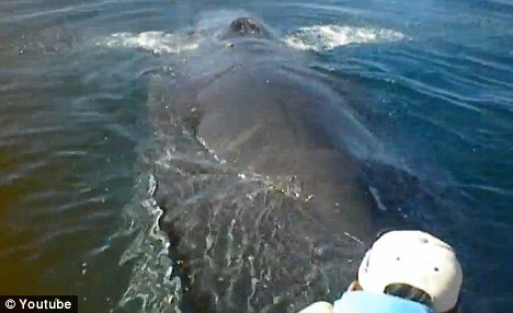 Humpback whale trapped by fishing nets