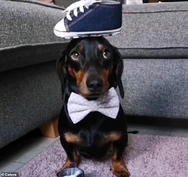 The footage shows the talented bowtie-wearing pooch balancing everything from towers of biscuits and Jenga to tiny pairs of shoes (pictured) and footballs on his head