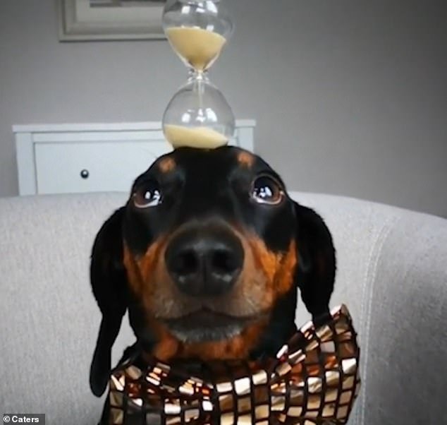 The footage continues to show him balancing a globe, macarons and even a glass sand timer (pictured) on his head, without the dog losing concentration or dropping anything