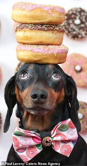 In previous videos the Dachshund balanced a stack of pink and chocolate donuts on his head