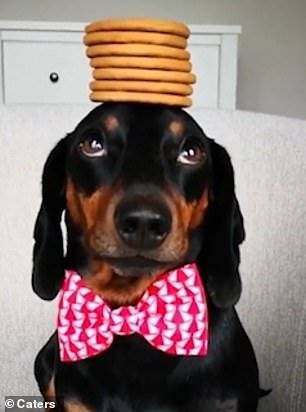 The pooch seems unfazed as he keeps his concentration during the biscuit stacking