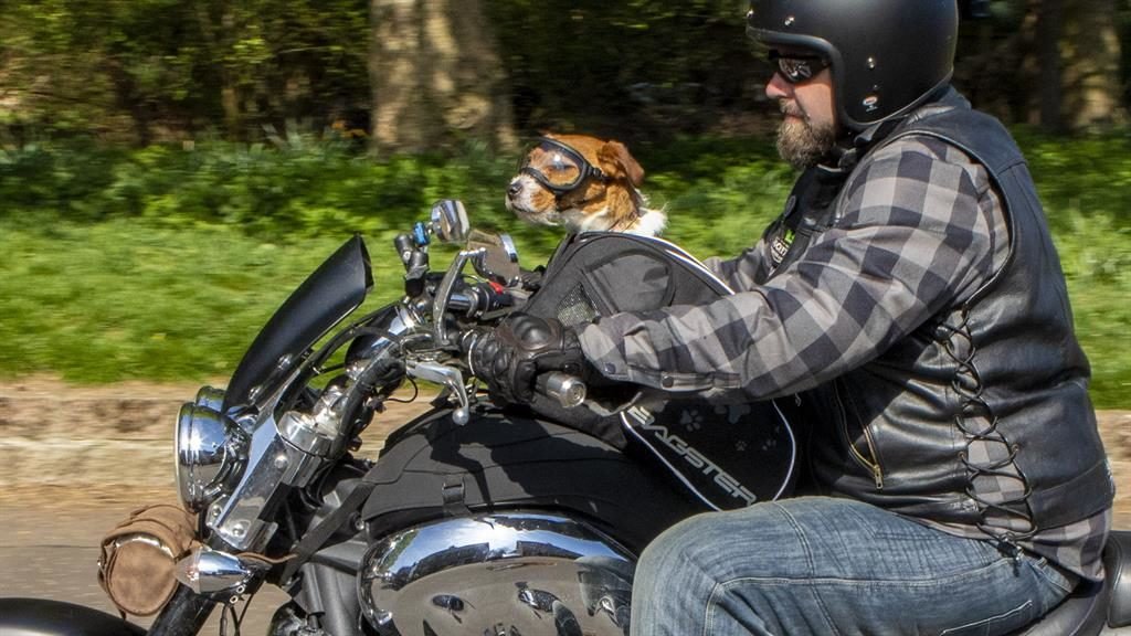 Walkies? I’ll take the bike: Cookie, the motorbike-mad Jack Russell, joins her owner Dave Hall in the saddle PICTURES: SWNS