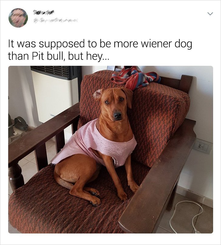 20+ Internet Users Who Can Laugh About Times They Were “Cheated” When It Came to Their Pet’s Breed