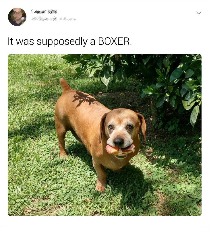 20+ Internet Users Who Can Laugh About Times They Were “Cheated” When It Came to Their Pet’s Breed