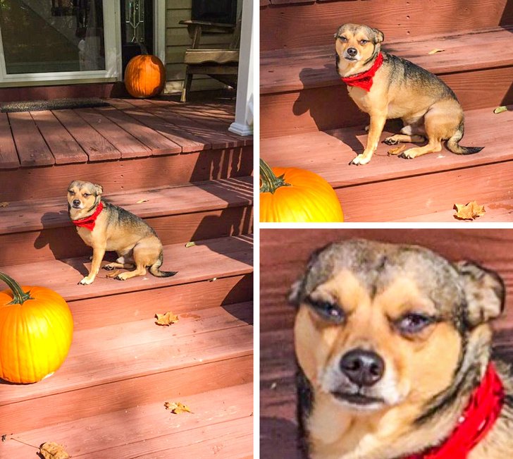 26 Photos That’ll Keep You Smiling Through the Rest of This Fall