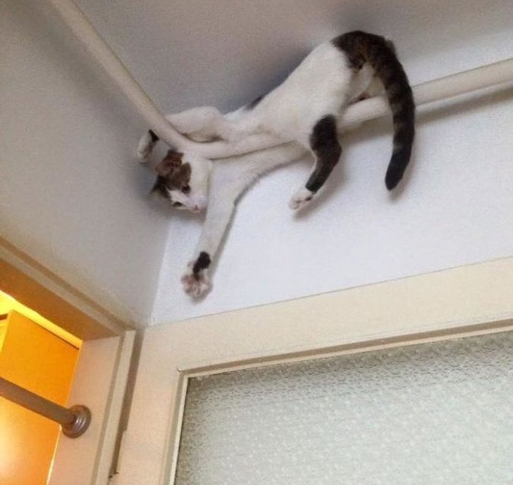 19 Cats That Are Just Too Cool for This Ordinary World