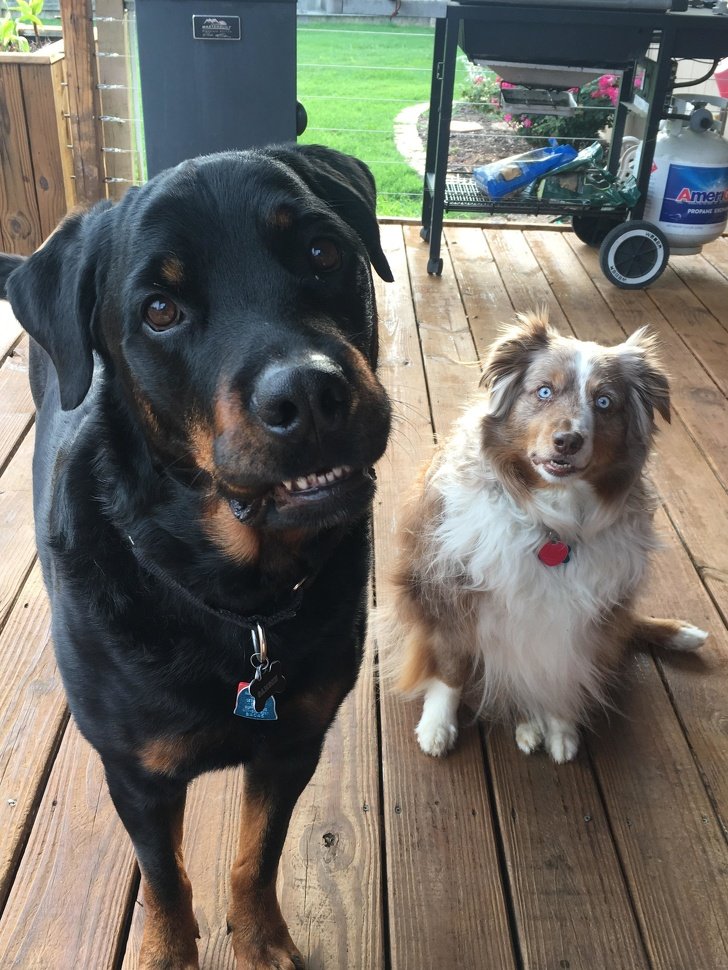 21 Dog Photos That Are Better Than Any Antidepressants