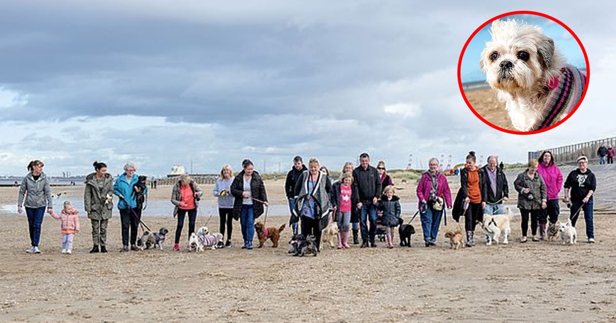 30 strangers joined dog owner for her cancer stricken poochs final walk.jpg?resize=412,275 - 30 étrangers ont rejoint le propriétaire d'un chien pour la dernière promenade de son chien atteint d'un cancer