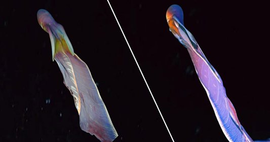 72872644 391111174890282 404030025961046016 n.png?resize=412,275 - HD Recording of a Colorful Octopus Came Out And It Is Stunning