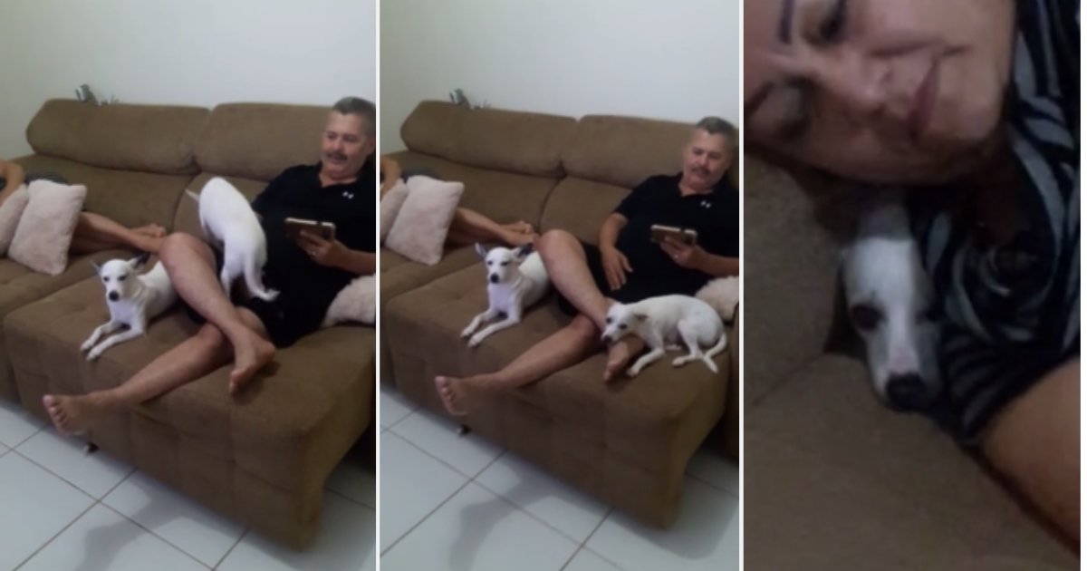 72912674 415402735789255 4151175132414476288 n.png?resize=412,232 - Guilty Dog Hilariously Hides After Being Interrogated For Eating Flip-Flops