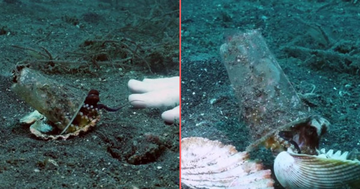74407475 403464243660764 4645493655929356288 n.png?resize=412,275 - Diver Convinces Baby Octopus To Discard Its Plastic Cup In Exchange For A Seashell For Protection 