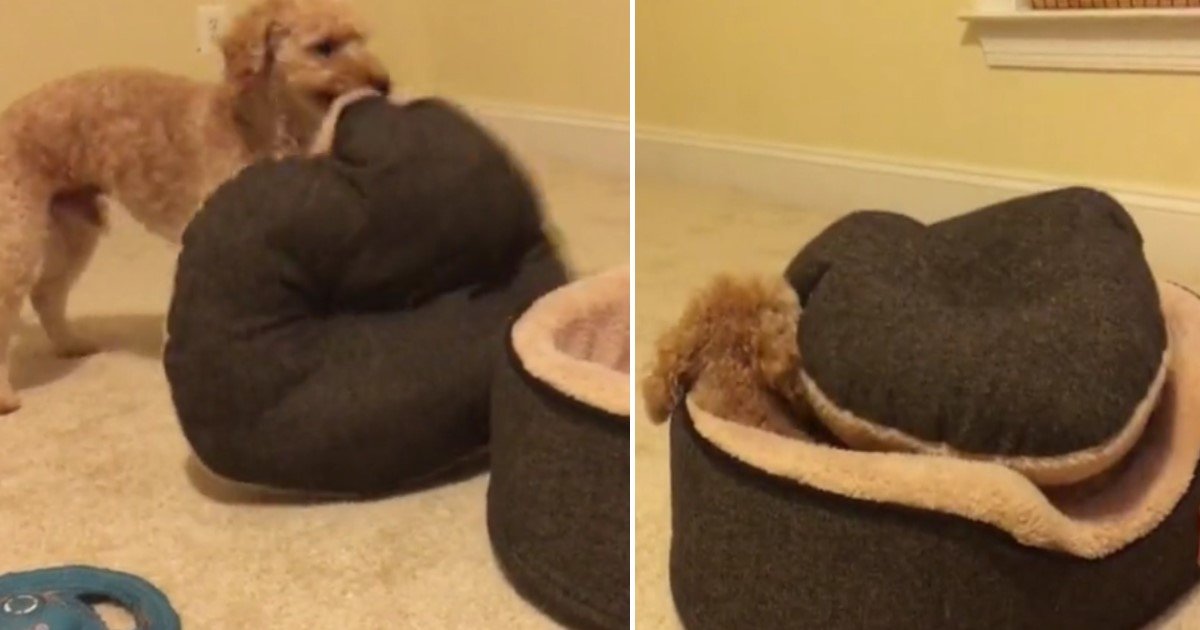 a 100.jpg?resize=1200,630 - This Smart Dog Tucks Himself Into Bed Every Night