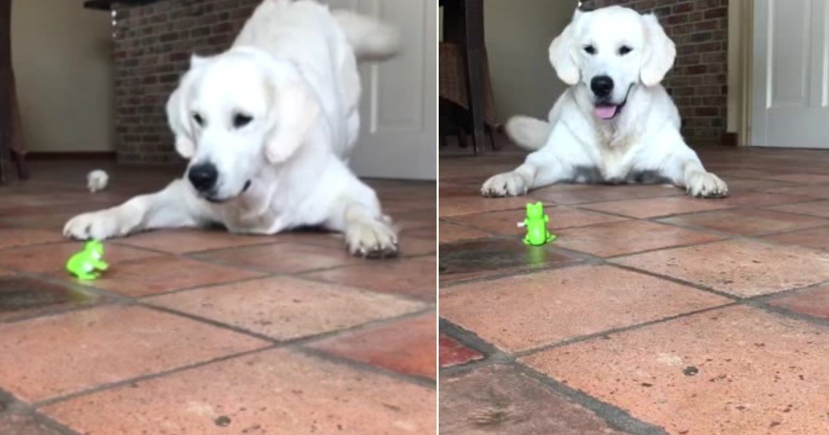 a 101.jpg?resize=1200,630 - Golden Retriever Gave The Best Reaction When He Couldn't Comprehend The Jumping Toy Frog