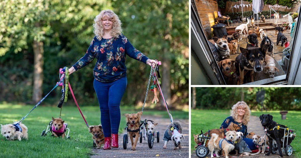 a 20.jpg?resize=412,232 - A 48-Year-Old Dubbed 'Miracle Worker' For Having Healed Disabled Dogs Shares Her Home With 27 Abandoned Dogs