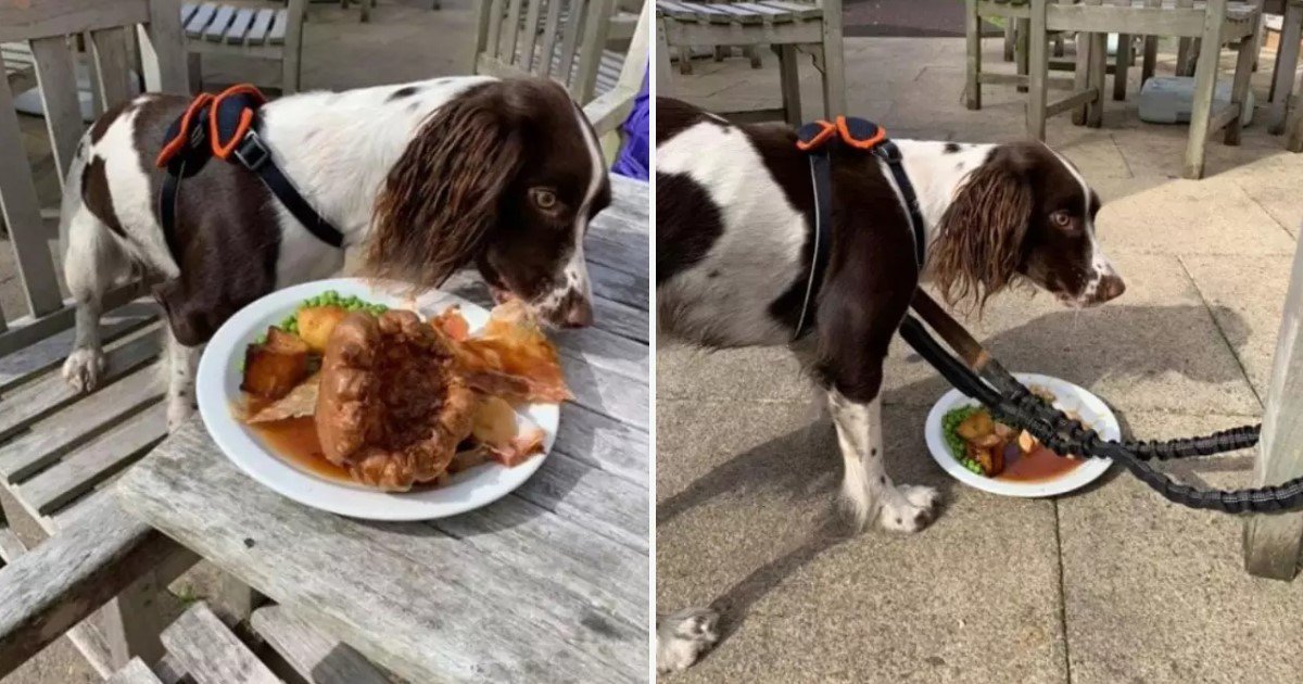 a 24.jpg?resize=1200,630 - Internet Divided After Woman Bought Her Dog A Roast Dinner