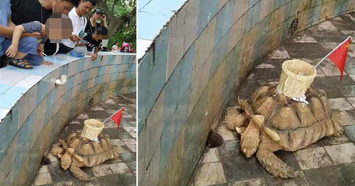 a 55.jpg?resize=1200,630 - Un zoo a "collé" un panier sur la carapace d'une tortue pour collecter les pièces jetées par les touristes