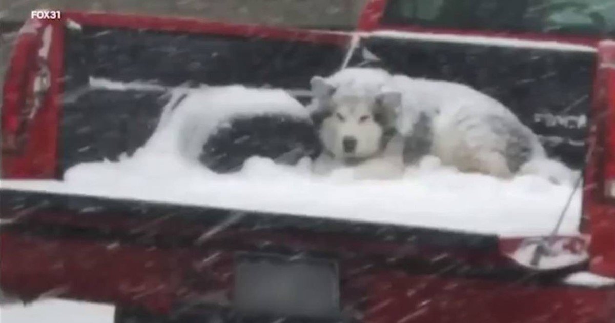 a 58.jpg?resize=1200,630 - Une photo d'un chien couvert de neige assis derrière une camionnette en mouvement suscita un grand débat sur internet