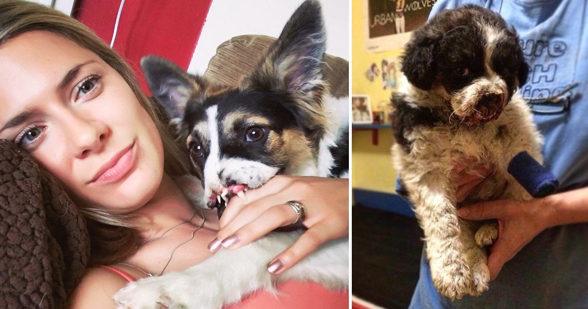 a 7.jpg?resize=1200,630 - Dog Without A Nose And Mouth Found Loving Owners To Live Her Best Life