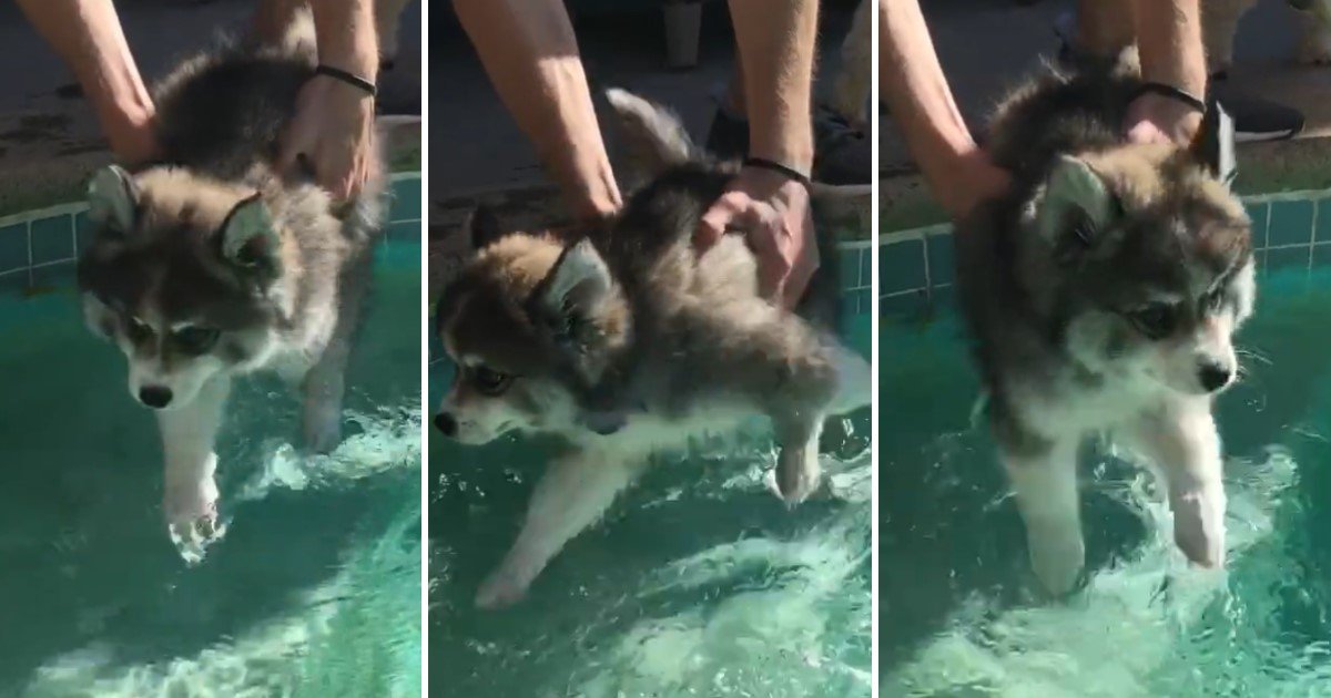 a 70.jpg?resize=1200,630 - Adorable Moment Puppy Went Swimming For The First Time