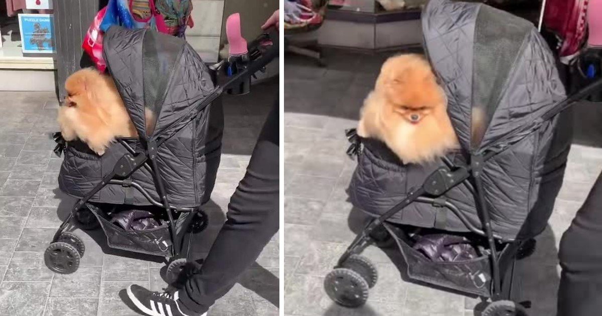 baby pushing dog in stroller