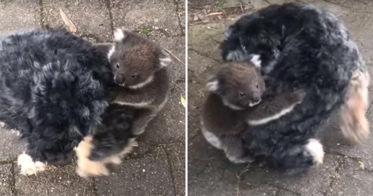 Video Adorable Un Bebe Koala Confond Sa Mere Avec Un Chien Vonjour