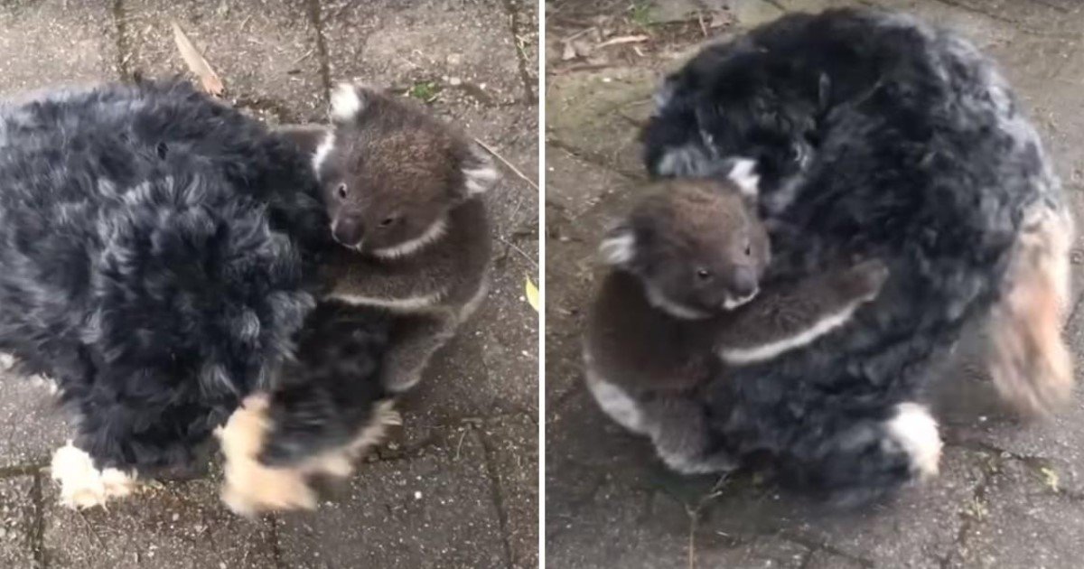 a 72.jpg?resize=1200,630 - Vidéo adorable : Un bébé koala confond sa mère avec un chien