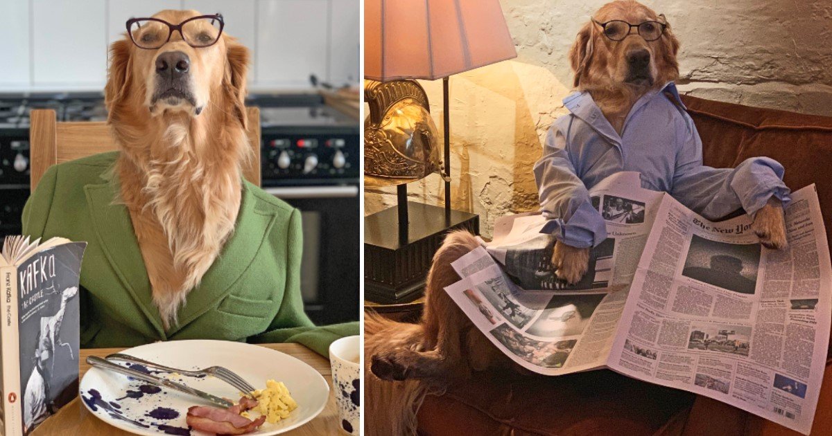 a 8.jpg?resize=412,275 - Golden Retrievers Wearing Human Clothes Enjoyed The Daily Mundane Tasks