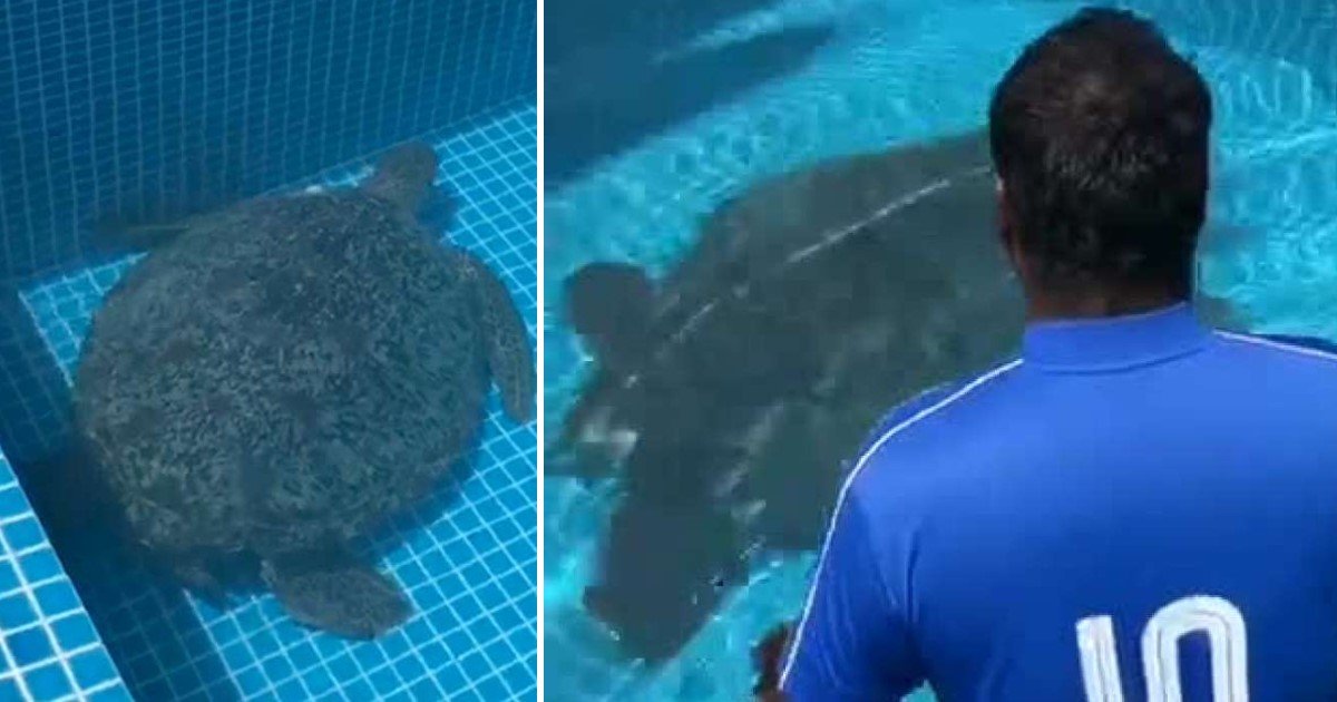 a 98.jpg?resize=412,275 - A Man Pulled A Massive Turtle Out Of The Swimming Pool After It Fell In By Accident