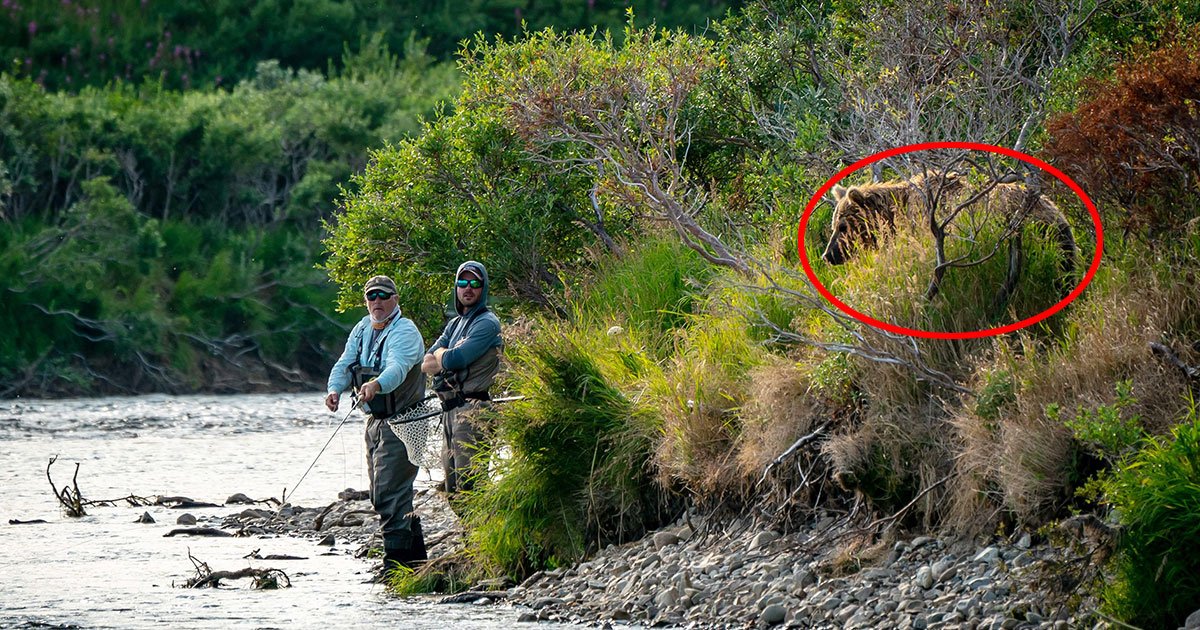 a photo of two fishermen being closely eyed by a large grizzly bear is going viral.jpg?resize=1200,630 - Un photographe de la faune sauvage a pris une photo de deux pêcheurs se faisant étroitement observer par un grizzli