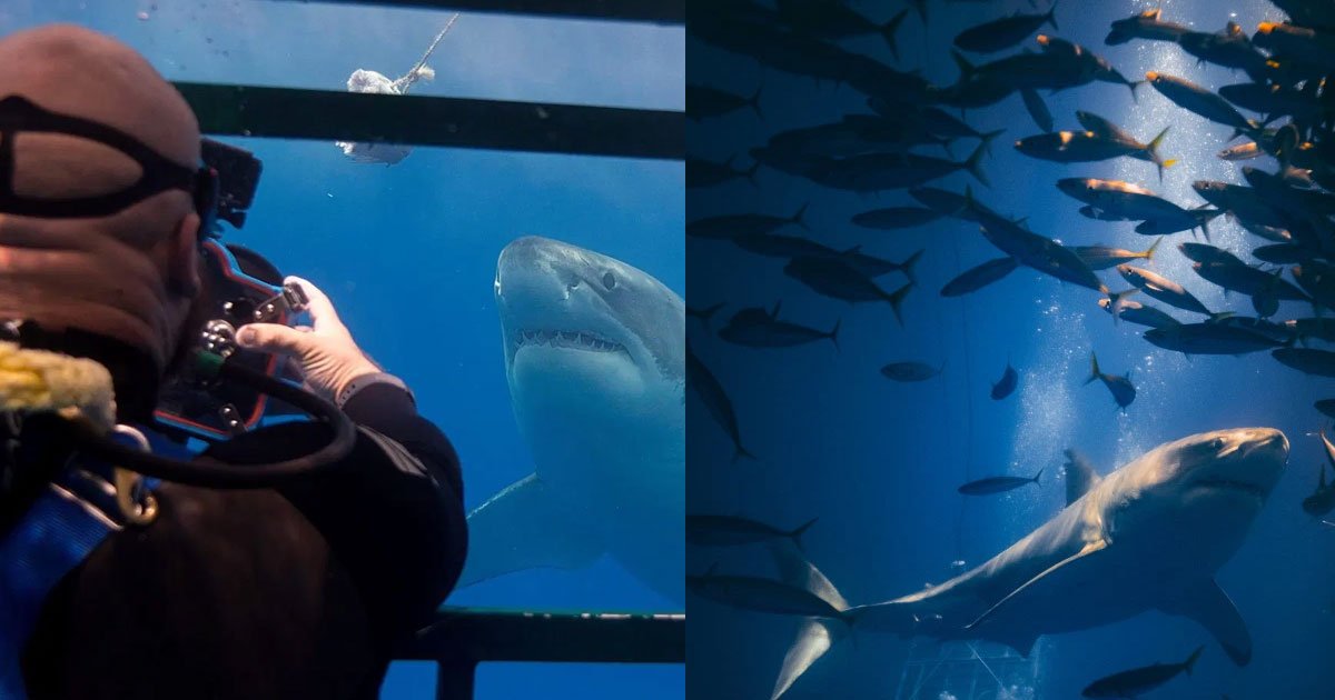 a photographer clicked amazing close up shots of sharks and said fascination was probably born out of fear.jpg?resize=1200,630 - A Photographer Risks His Life To Take Close-Up Shots Of Sharks To Show People How Amazing They Are