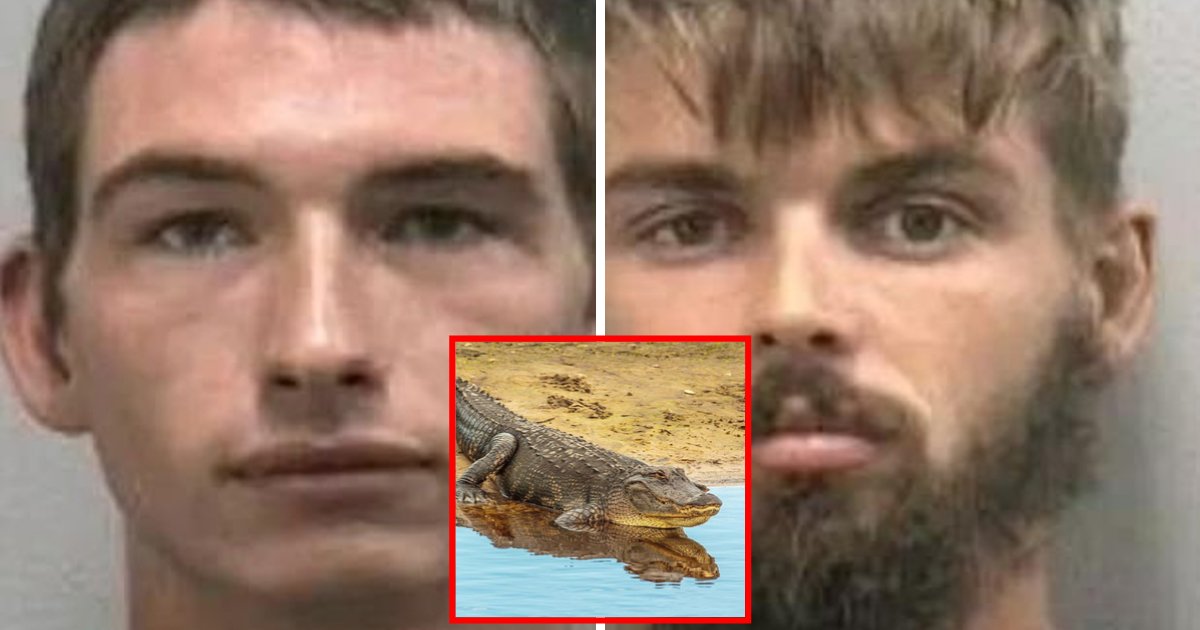 alligator3.png?resize=1200,630 - Two Men Arrested For Capturing An Alligator And Giving It Alcoholic Beverages