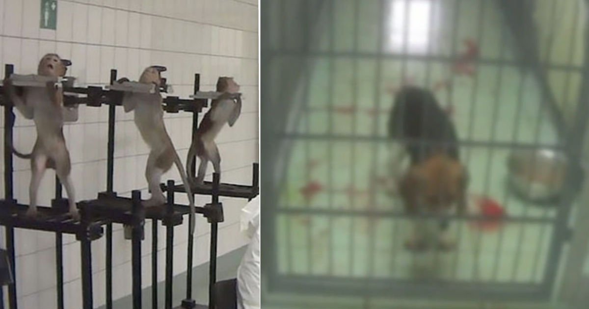 animal.jpg?resize=1200,630 - '쇠목줄 찬 원숭이'... 동물 학대 수준의 실험을 하는 연구소