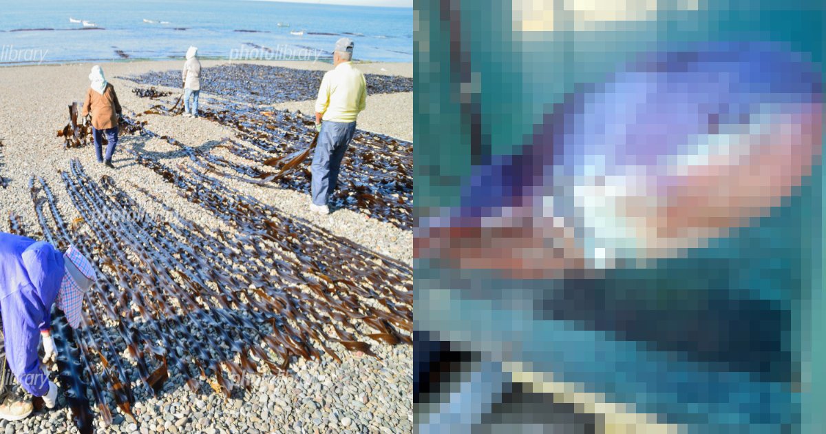 aomori.png?resize=412,232 - 奇妙な軟体生物、青森で捕獲‼　タコ⁇イカ⁇　その正体は⁈