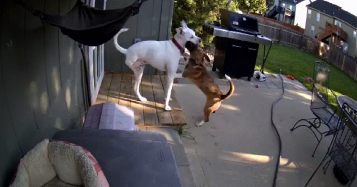 b3 5.jpg?resize=412,275 - Sick Dog With Missing Hind Leg Gets Cheered Up By His Best Bud