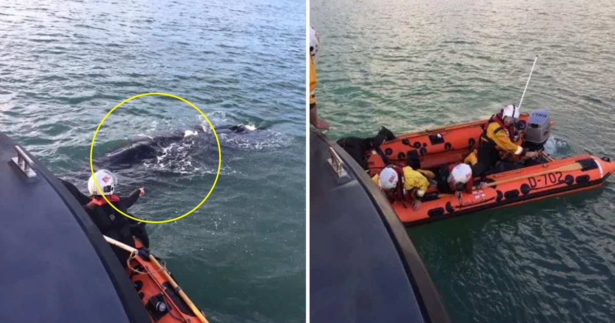 bbbdsfdf.jpg?resize=412,275 - Whale Struggles To Get Off From Fishing Nets Until Rescued By Marine Divers