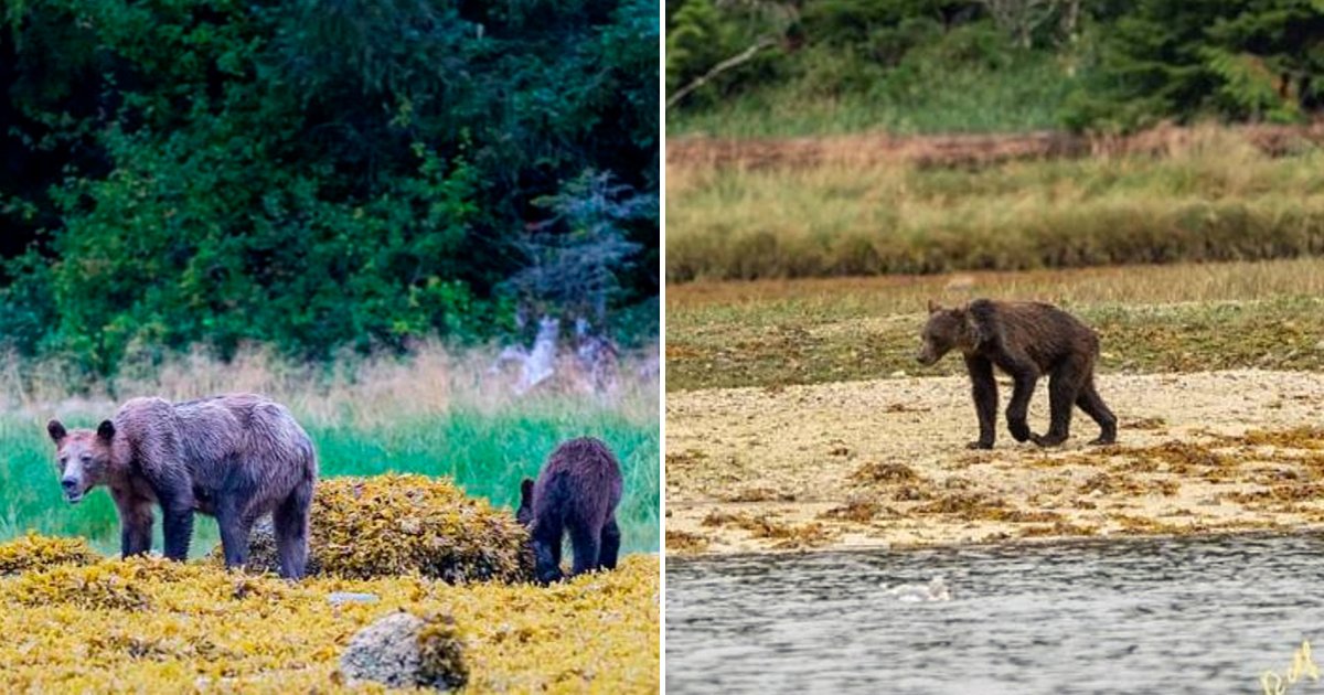 bear6.png?resize=412,275 - Heartbreaking Photos Show Starving And Emaciated Bears Wandering Through The Wilderness After Salmon Shortage