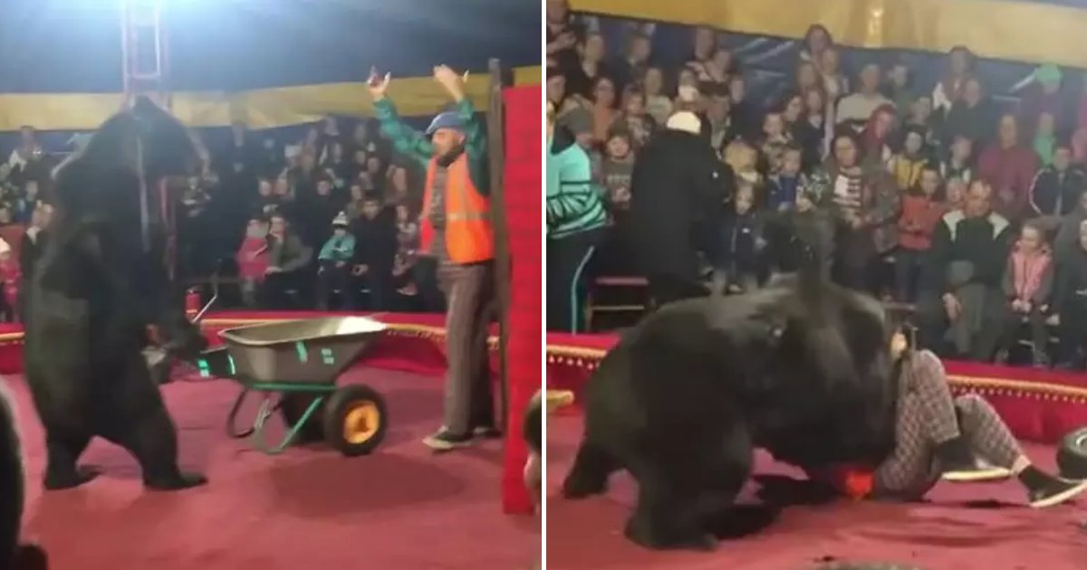 bears3.png?resize=1200,630 - 600Lbs Black Bear Rushed To Circus Trainer During Their Live Performance