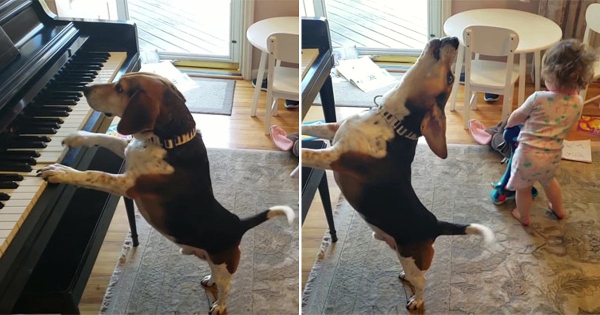 buddy5.png?resize=412,275 - Father Shares Video Of His Little Girl Dancing To Their Talented Dog Playing The Piano