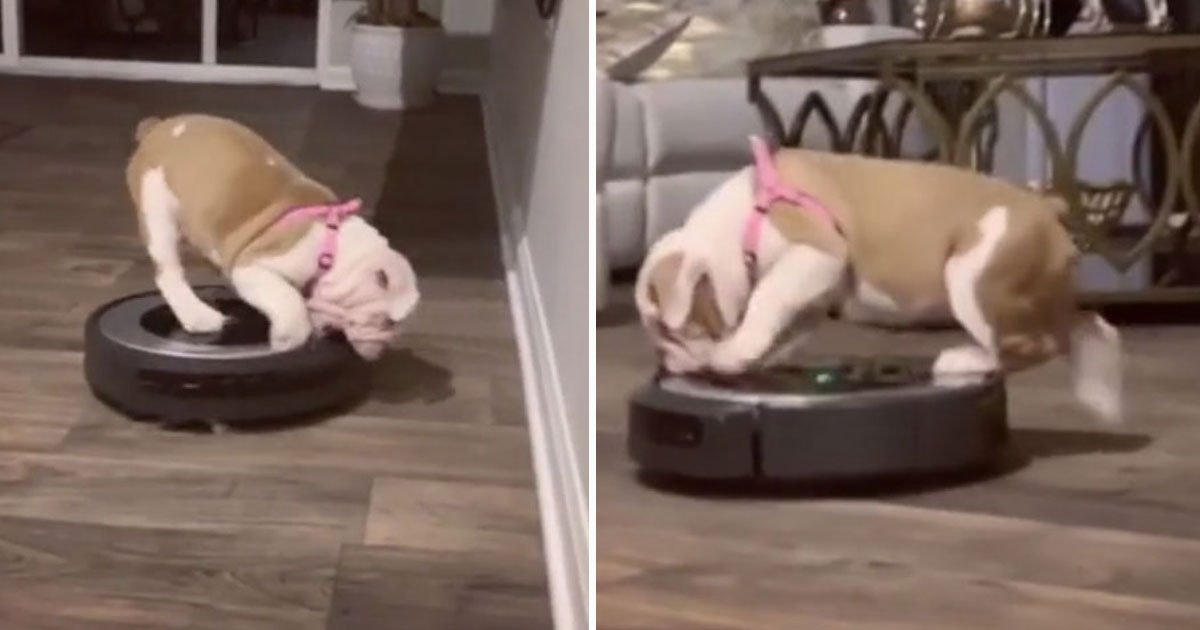 bulldog attacks robot cleaner.jpg?resize=1200,630 - Bulldog Puppy Attacked Robot Vacuum Cleaner To Save Her Family