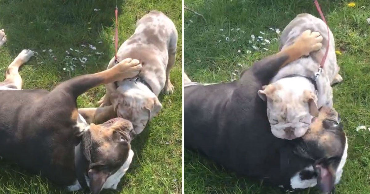 bulldog playing with pup.jpg?resize=1200,630 - Vidéo trop mignonne : Un bouledogue joue avec un chiot qui lui grimpe dessus