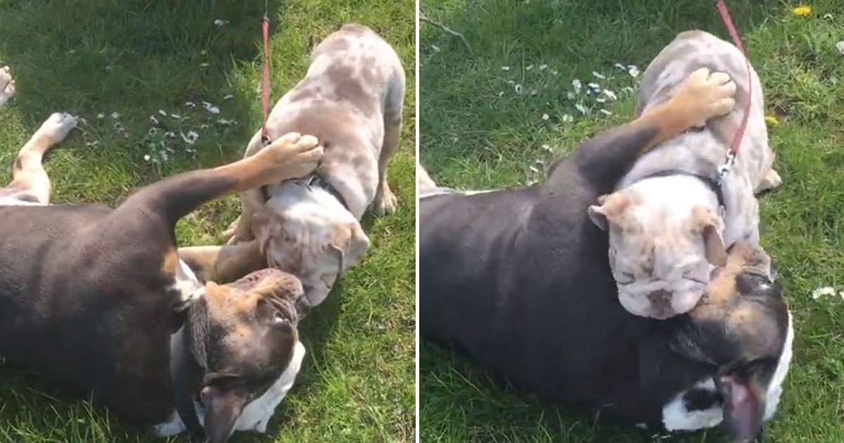 bulldog playing with pup.jpg?resize=412,275 - Vidéo trop mignonne : Un bouledogue joue avec un chiot qui lui grimpe dessus