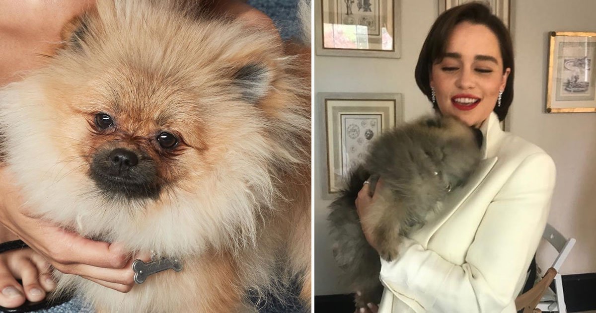 burly pup hangs out celebs.jpg?resize=412,275 - Pampered Pooch Wears A £5,000 Jacket And Hangs Out With Celebrities Only