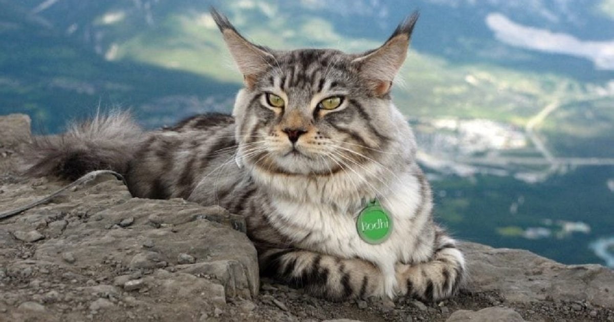 c3 1.jpg?resize=1200,630 - This "Adventure Cat" Goes With His Owner During All Her Outdoor Activities, Including SKIING