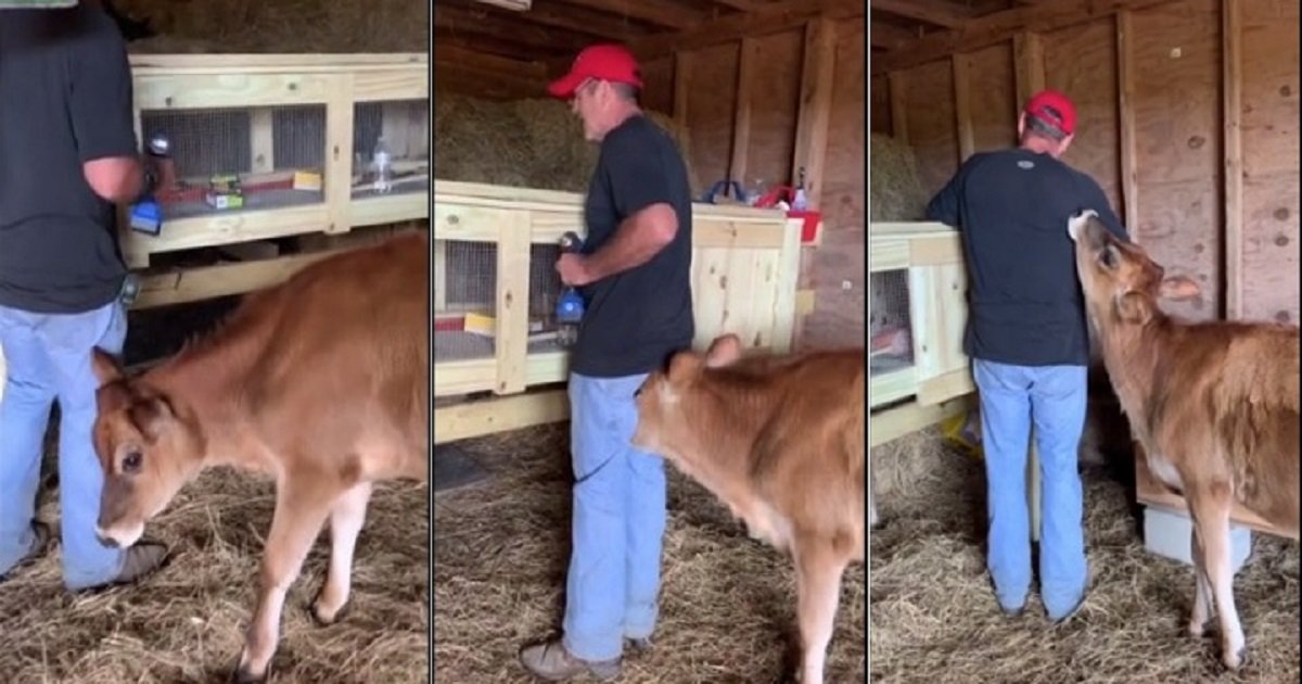 c4 1.jpg?resize=412,232 - Une vache empêche un agriculteur de travailler car elle réclame son affection