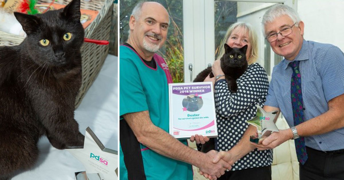 cat pet of the year shot gun.jpg?resize=412,275 - Cat - Who Survived After He Was Shot - Named Pet Survivor Of The Year